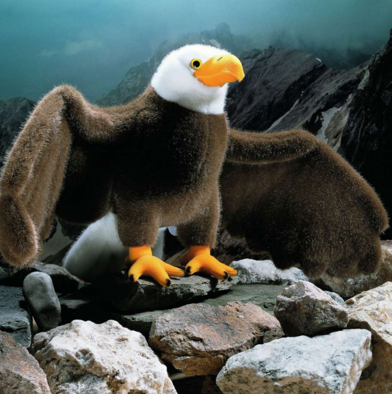 Weisskopfseeadler, 40 cm