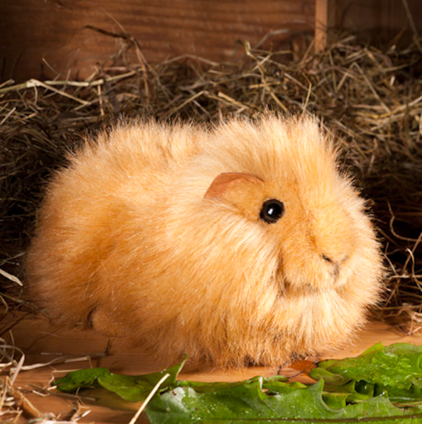 Meerschweinchen