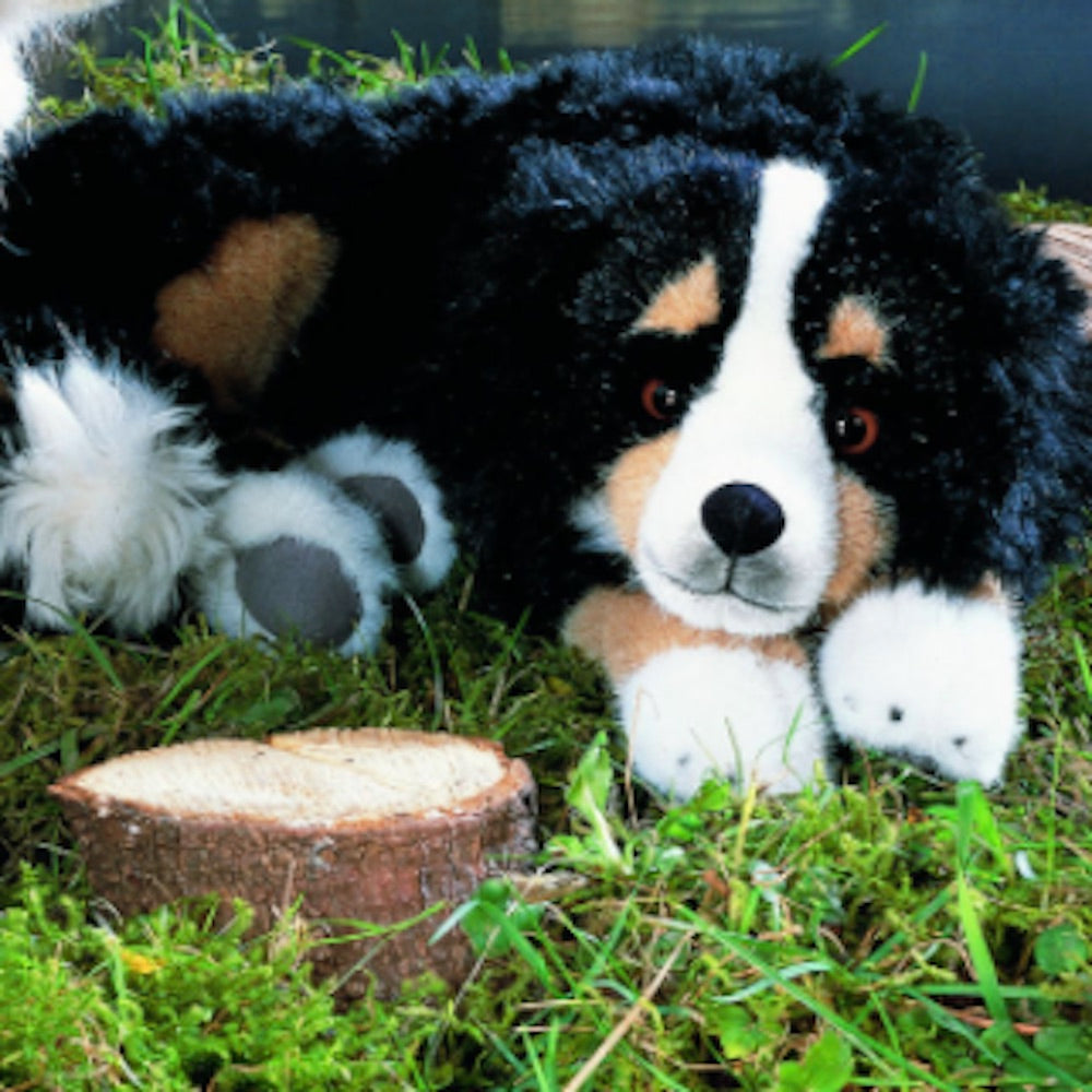 Berner Sennenhund, liegend, 43cm