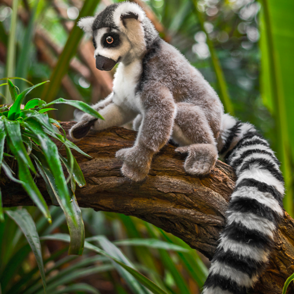 Lemur Katta Luis grau w. 30cm