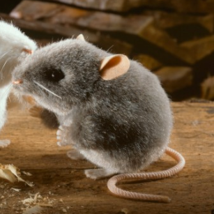 Maus Pops, grau, 10cm