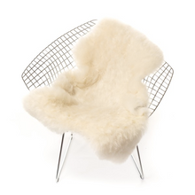 Schaffell Shorthair White