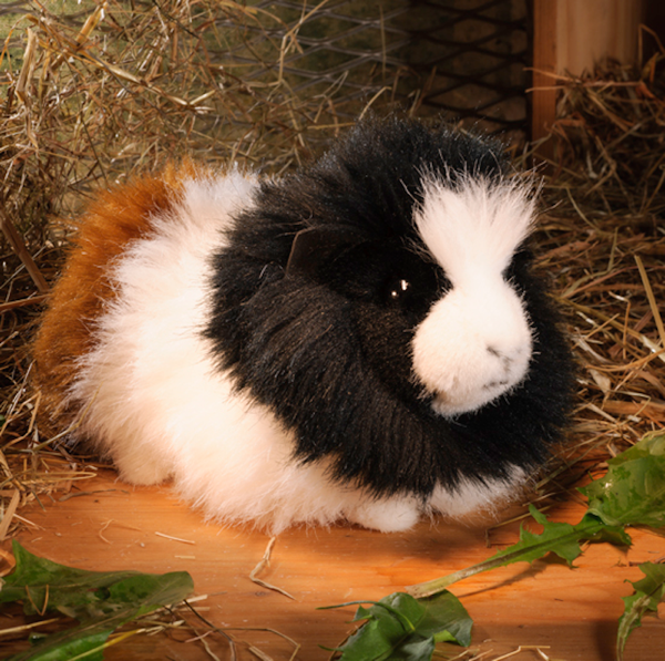 Meerschweinchen bunt
