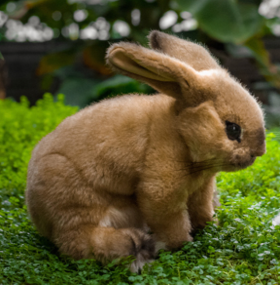 Kaninchen Sahara beige 24cm
